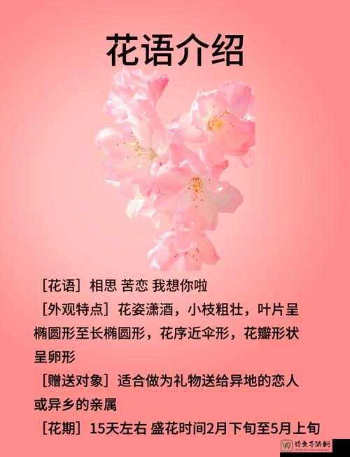 海棠花开时，那些被误解的爱意