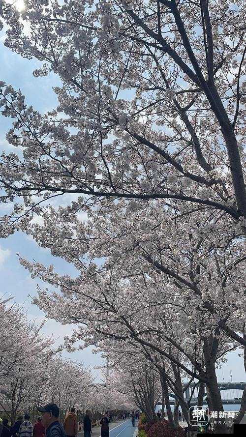 美女校花🌸张开腿让我❌图片背后的社会现象：我们需要怎样的网络文明？