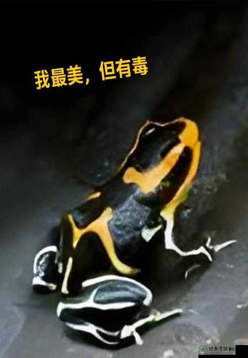 www91Poncom背后的危险：当虚拟诱惑成为现实生活的陷阱