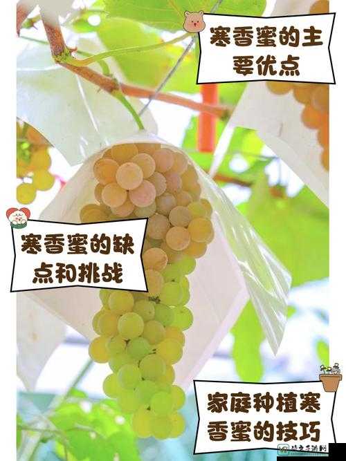 回忆里的葡萄香：玉势入体的深情，总比碎屏多一刻