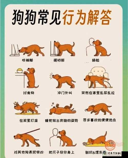 狗妈妈卡位必看！零失误通关技巧大公开